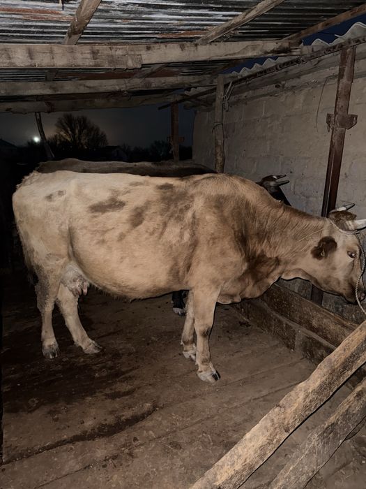 Сауынды сыйыр сатылады