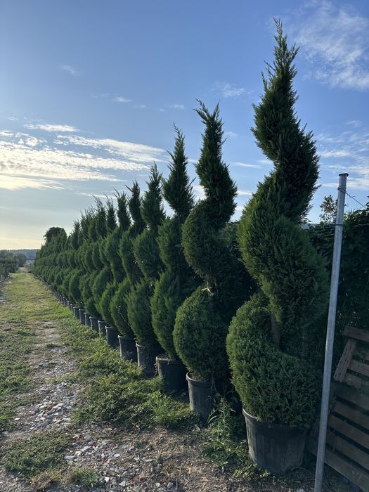 Plante ornametale pentru spati verzi