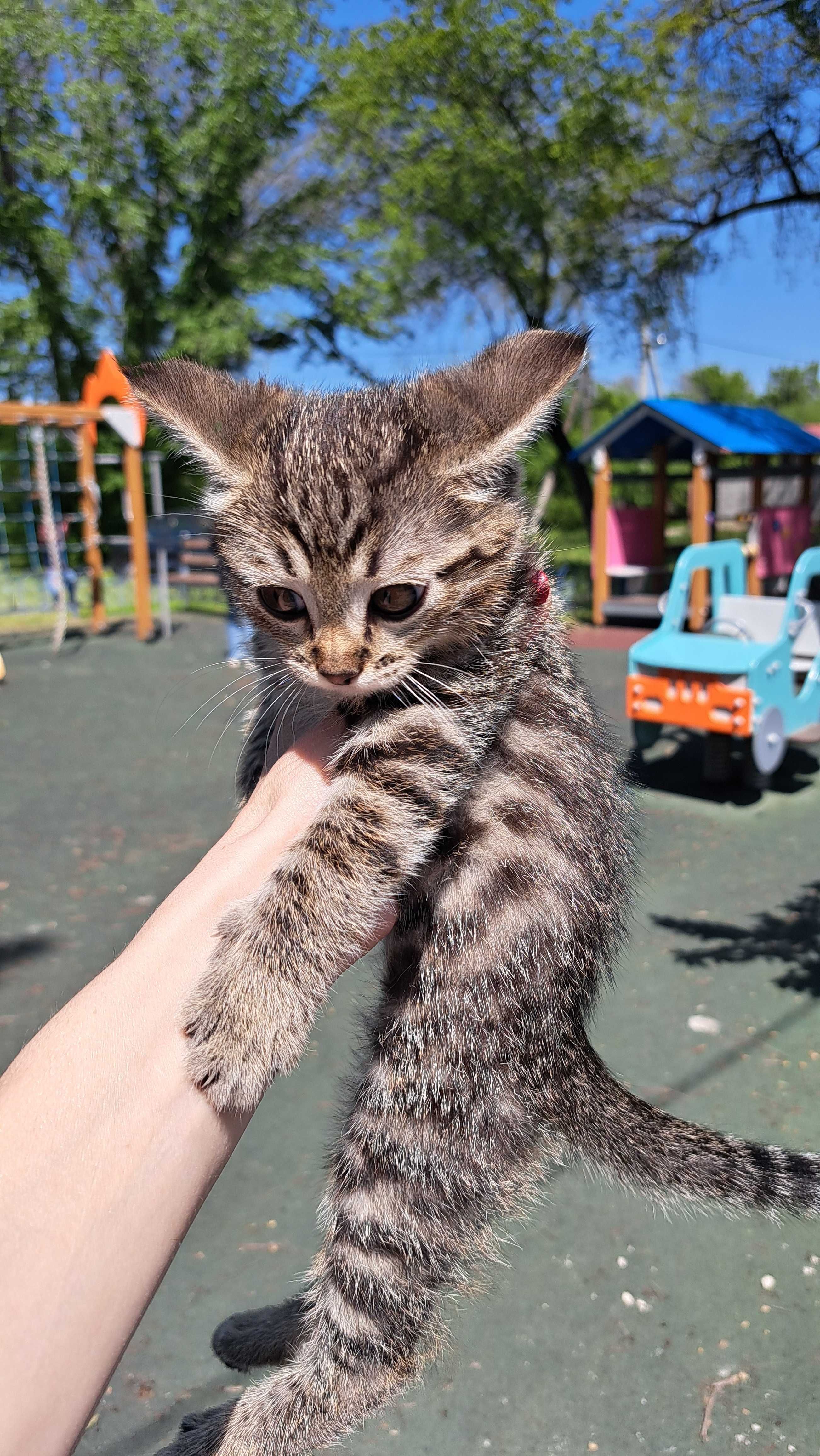 Отдам котенка в хорошие руки.