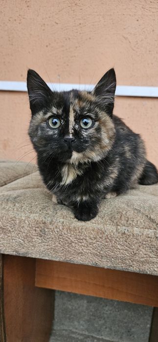 Отдам котят в заботливым людям