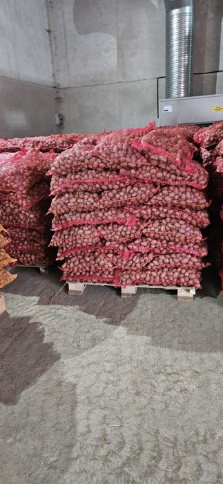 Cartofi pentru animale 2025