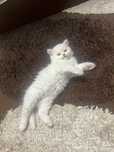 British longhair baietel