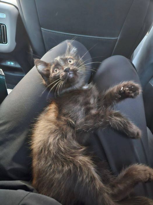 Филя в поисках дома! Ташкент!