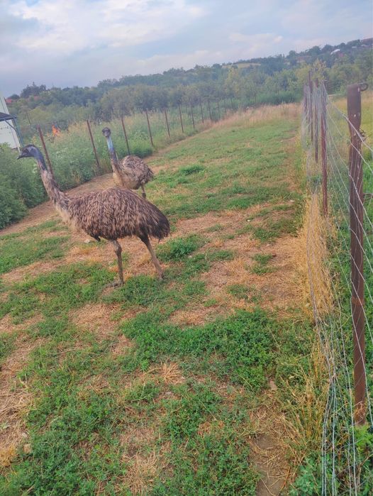 Vând  doi struti emu, femele, in varsta de 3,5 ani