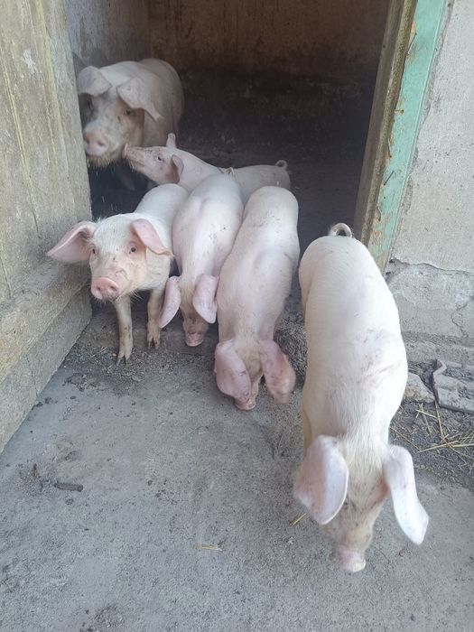 Продавам малки прасенца