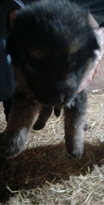 Продавам немски овчарки – 1-месечни