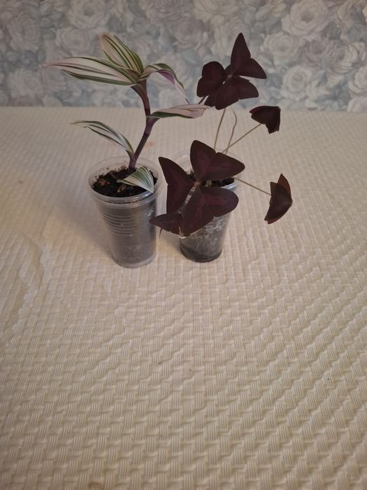 Продам отростки цветов