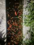 Crap koi de vanzare