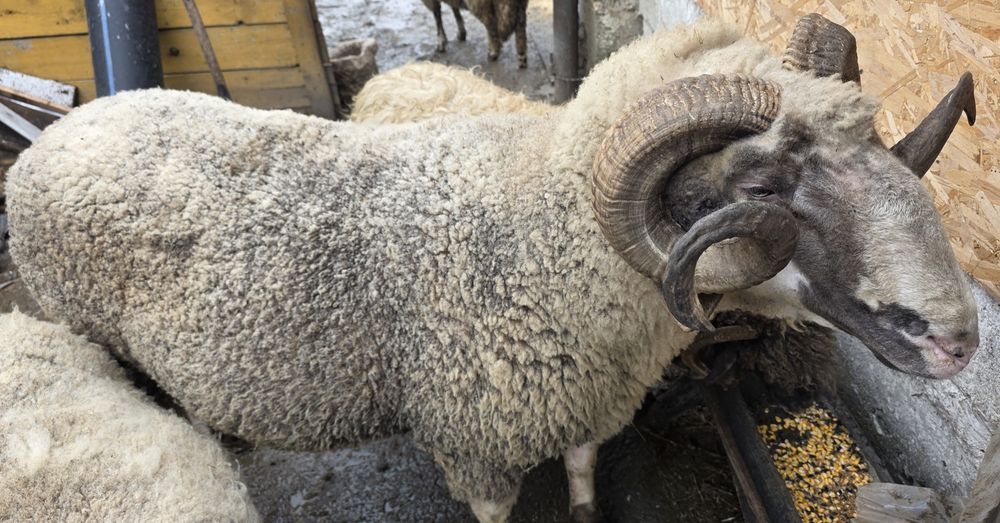 Berbec carabas de vânzare