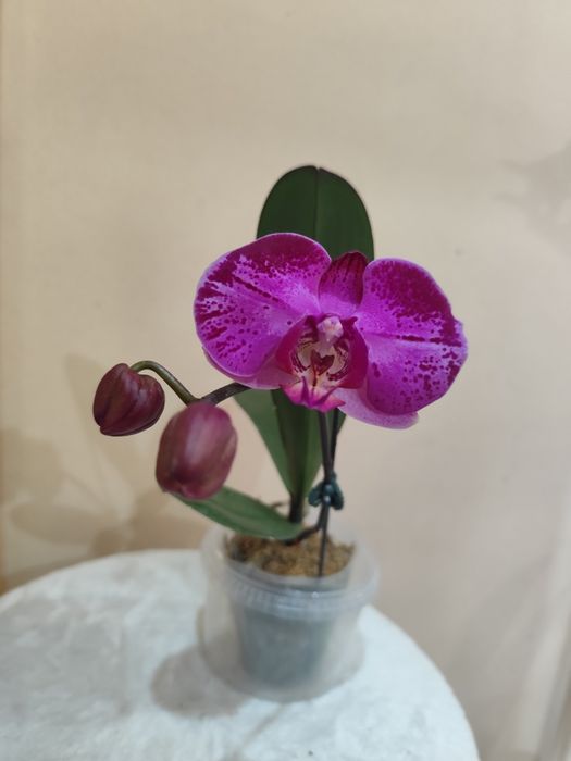 Продам цветущую орхидею