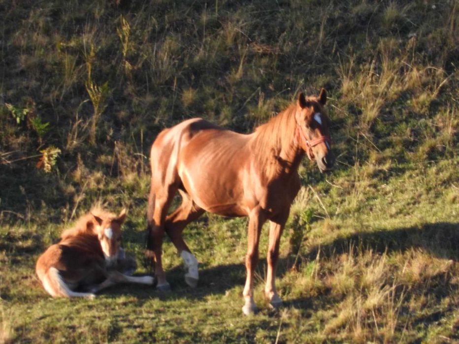 Vând iapă tânără cu mânz