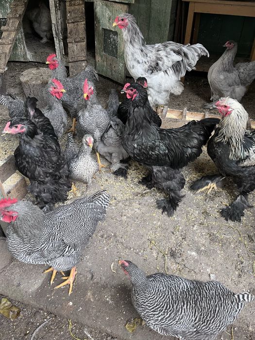 Vand gaini de rasa 7 luni jumatate Plymouth Rock/ Brahma