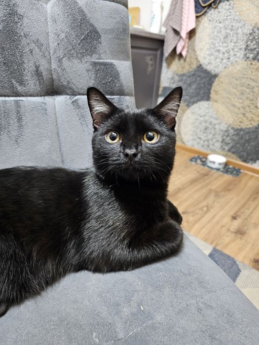 Симба в добрые руки.