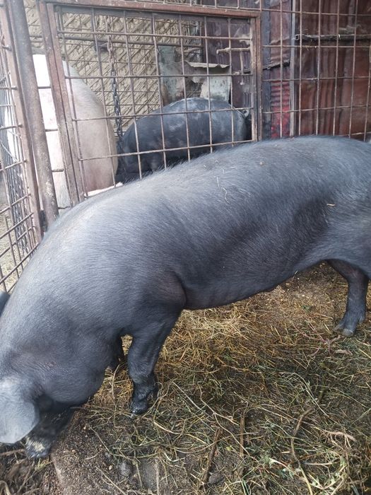 Vând 2 vitei pret negocieabil