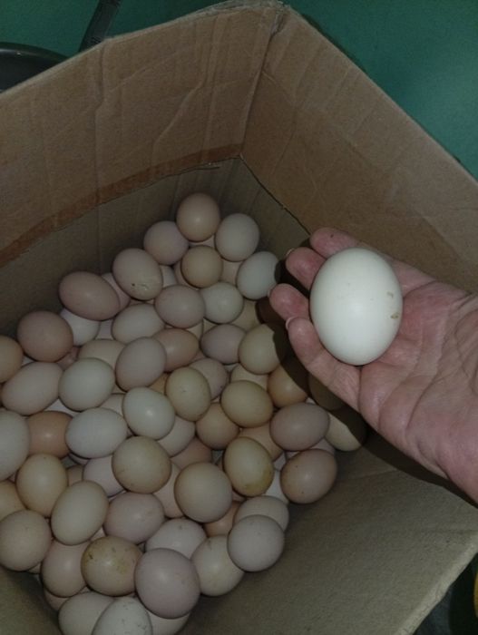 Vând ouă de țară