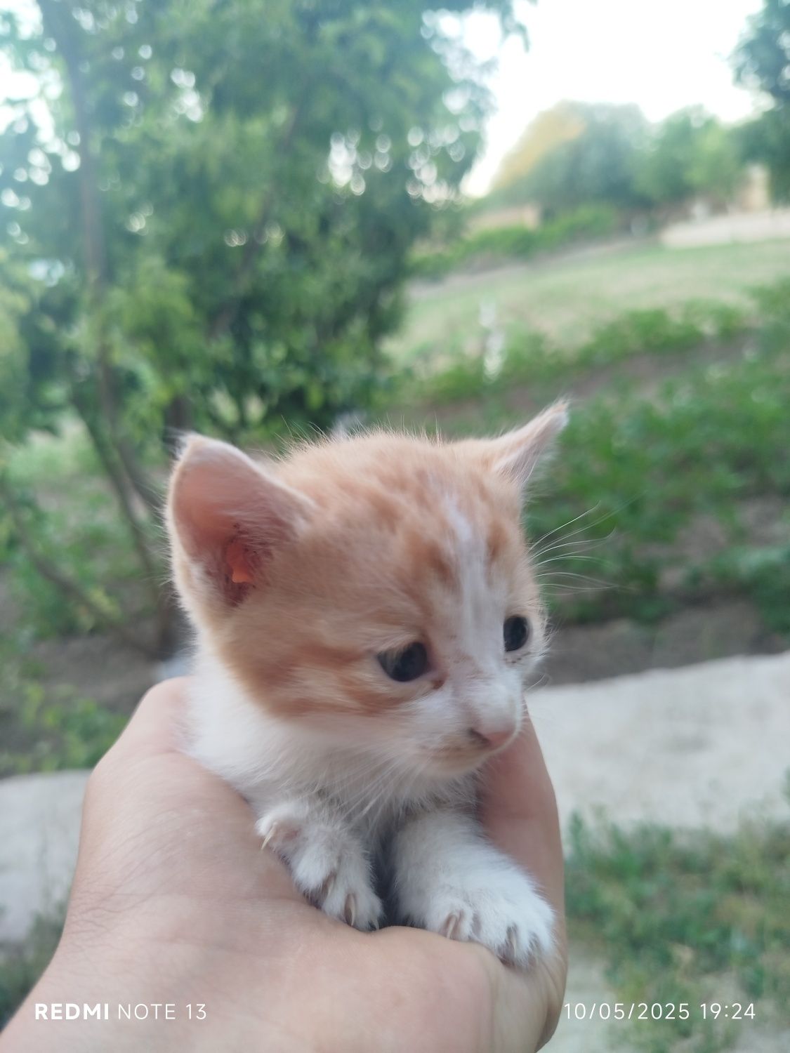 Mushuklar 1 oylik