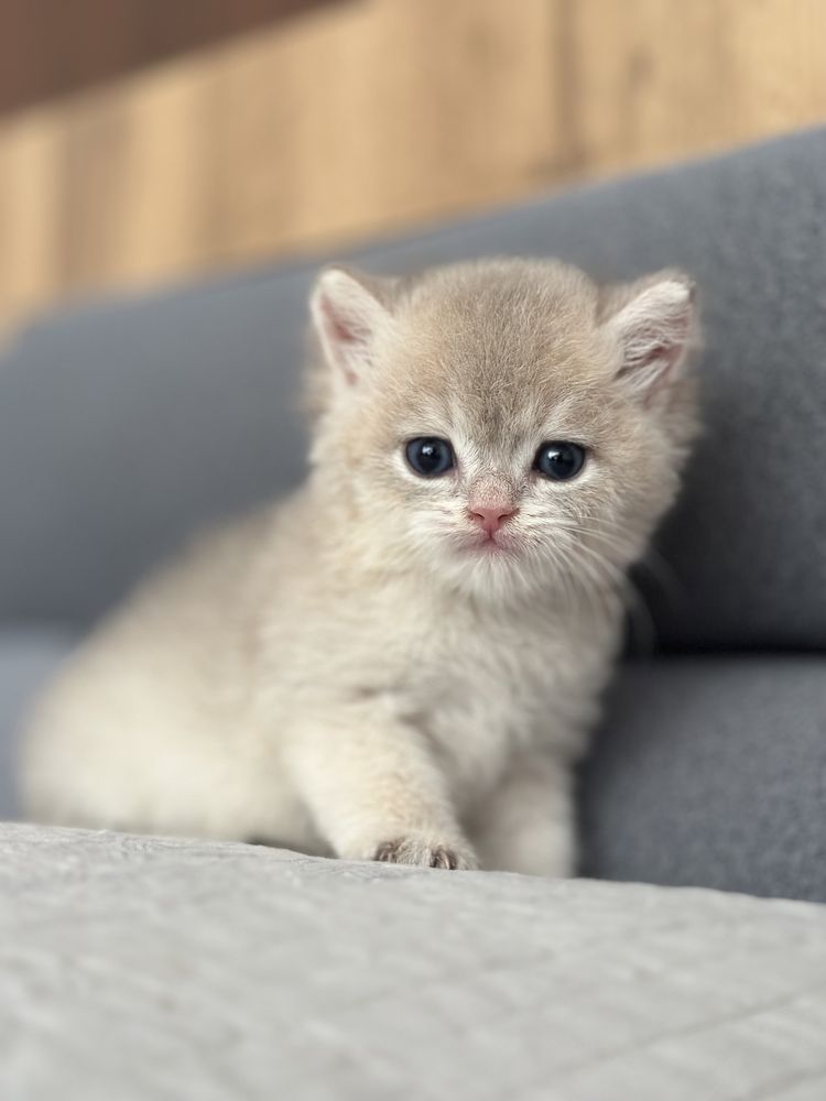 Котята британские шиншиллы