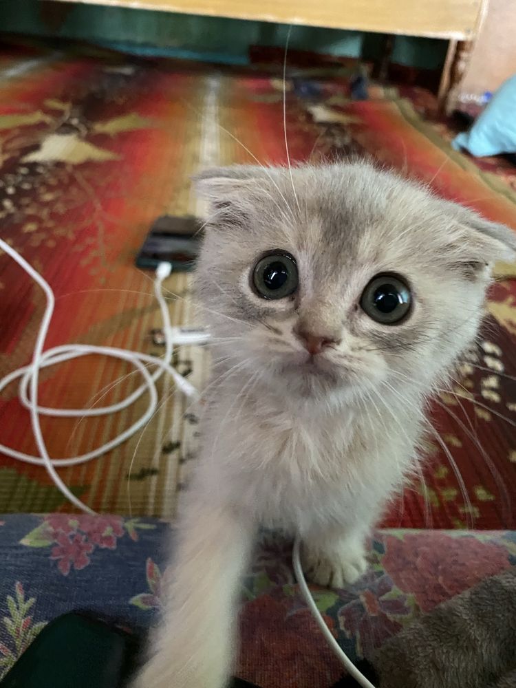 shinshilla mushuk bolasi jinsi erkak