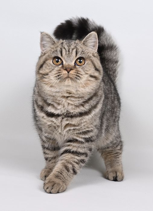 Pisicuță British Shorthair brown tabby cu pedigree