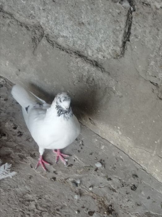 Продаётся голубка