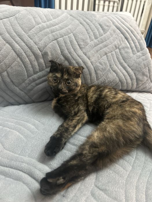 Шотладнская вислоухая кошка