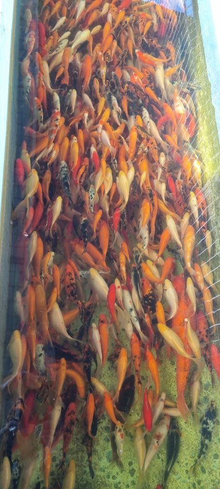 Vand crapi koi si carasi ornamental