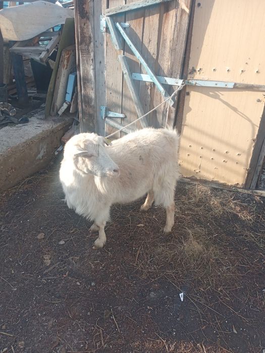 Продам козу дойную
