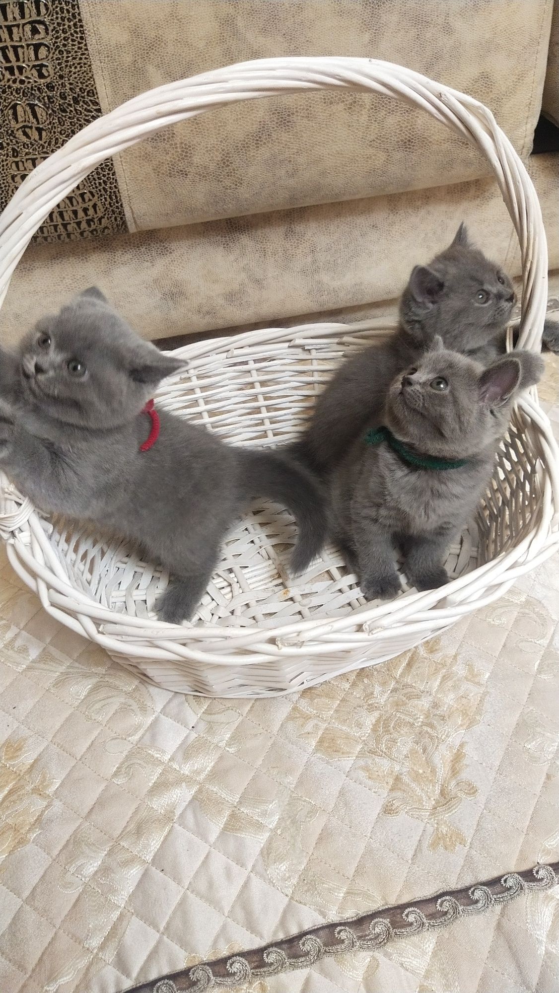 Котята - британцы.