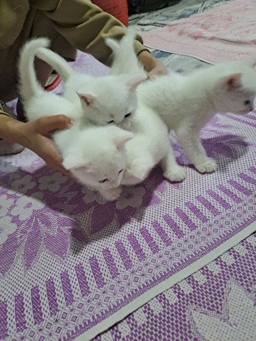 Mushukcalar sotiladi