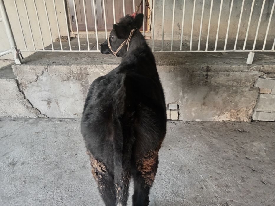 Gunajin buzoq sotiladi гунажин