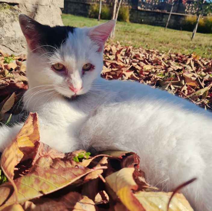 Двама красиви, гальовни господа си търсят любящи стопани