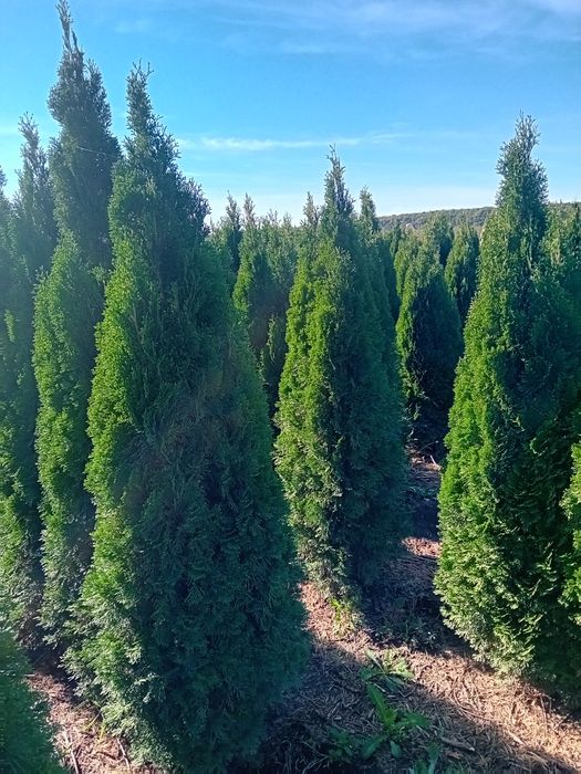 Vând tuia thuja smaragd diferite dimensiuni
