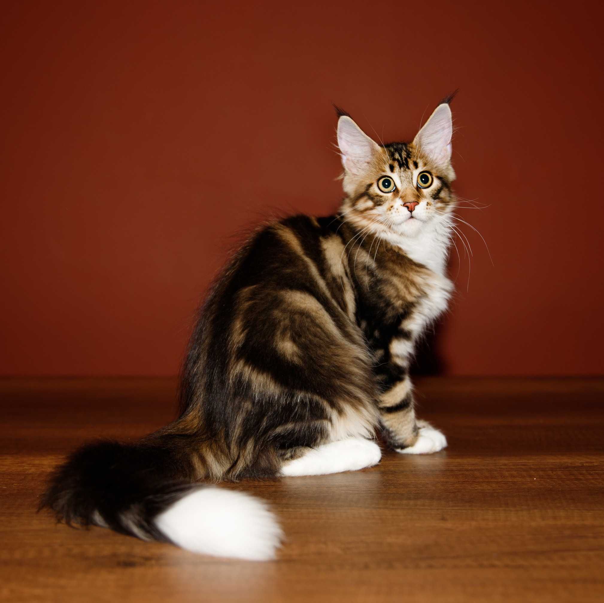 Роскошные котята мейн кун из питомника Mainemarie