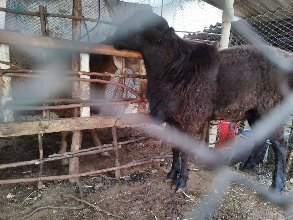 3 ta Qoʻchqor arashan