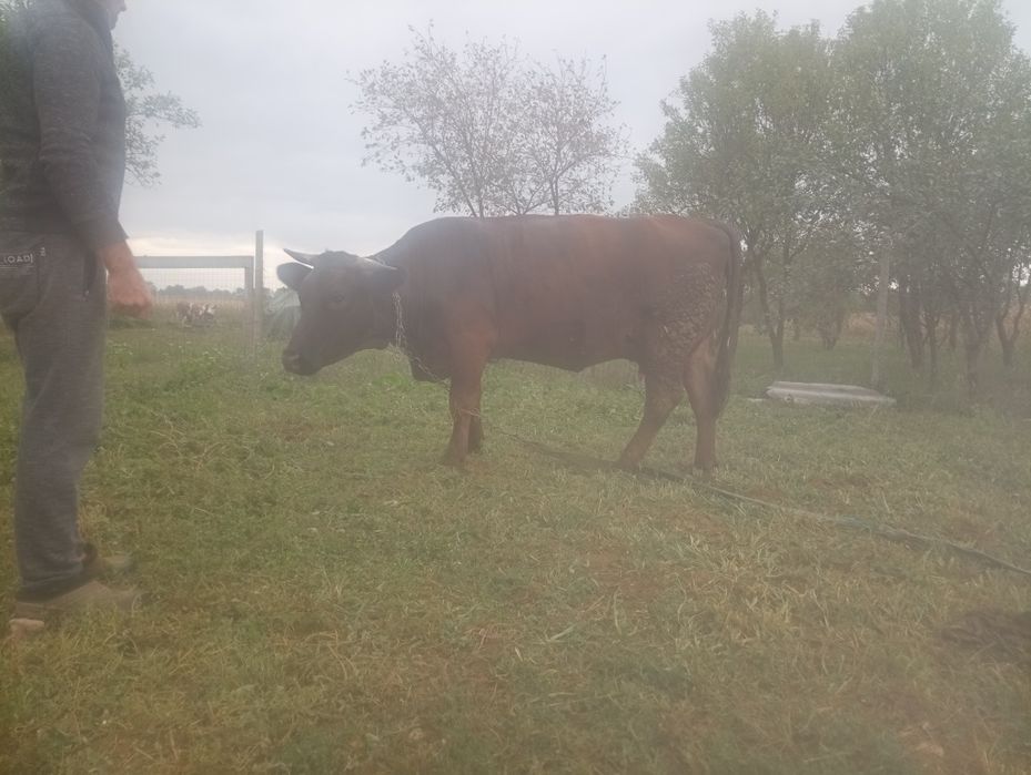 Vând vaca și vitel