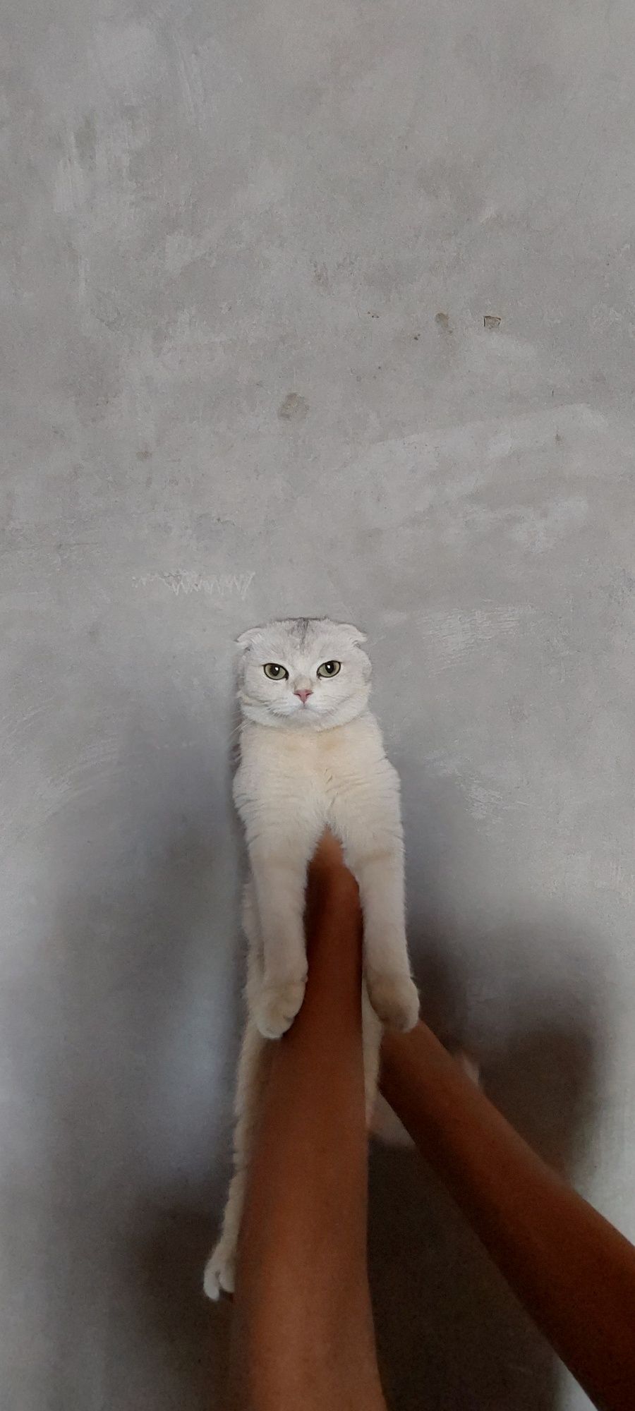 Mushuk sotiladi shatlan