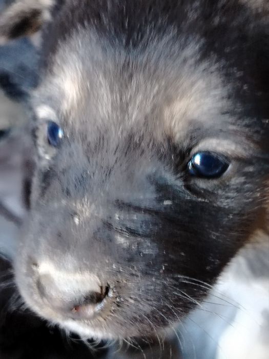 Отдам щенят бесплатно . Спокойные, красивые карапузы