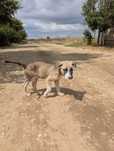Catelus de adoptat