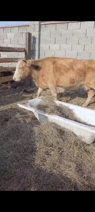 Жуас Сиырлар. Дойные корова. Сиыр, корова