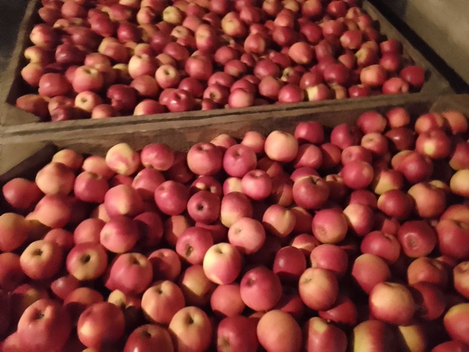 Vând, mere jonathan !