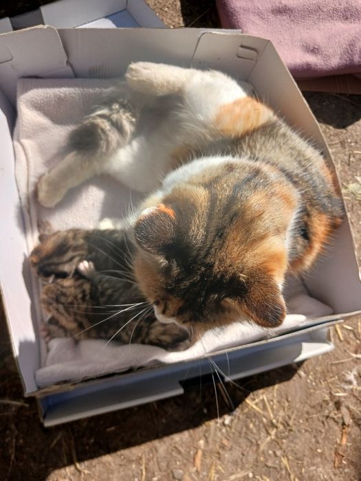 Donez pisică  de casă cu doi pui mici ..