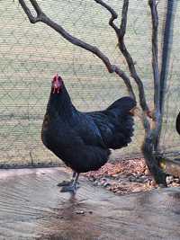 Vând pui și ouă din rasa de găini Australorp Negru și Albastru