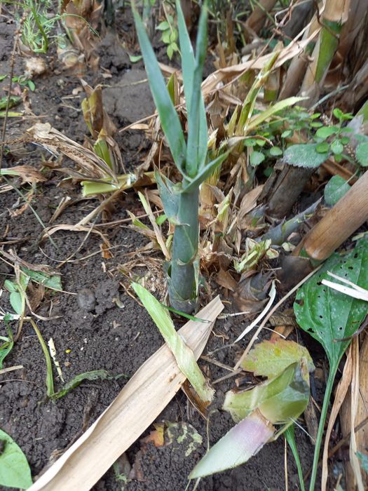 Продам декоративный камышь