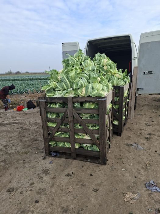 Vând Conopidă Santa Maria