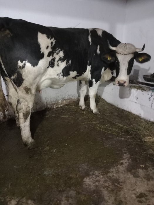 De vânzare junca la prima fătare