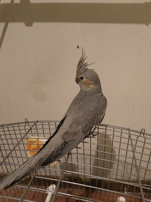 Korella sotiladi qafasi bilan 1 шт