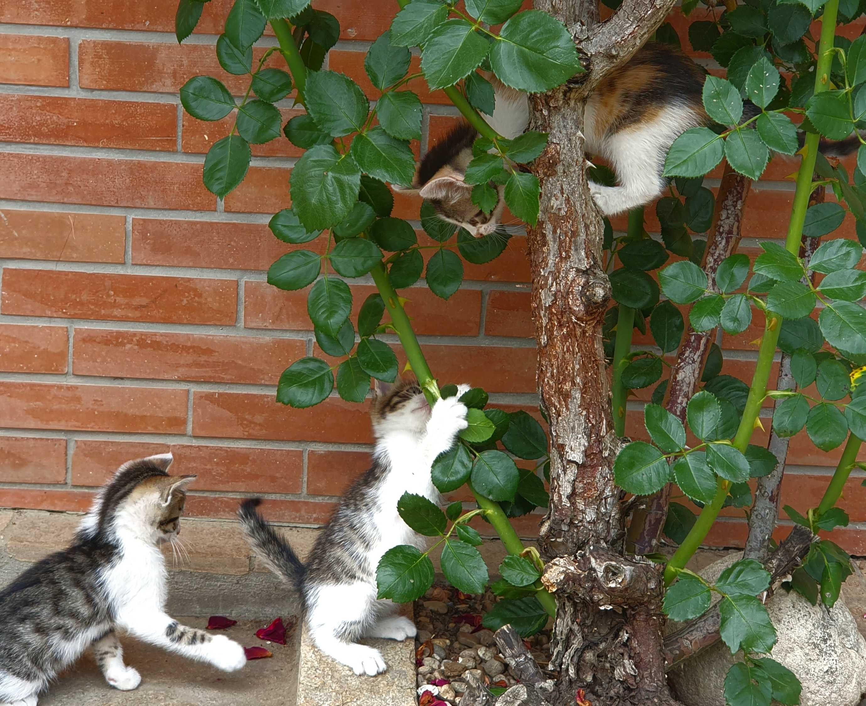 подарявам котенца