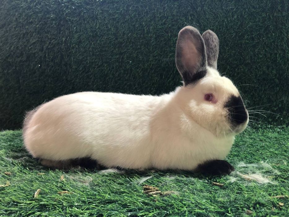 Kalif quyoni ishlashga tayyor paralar