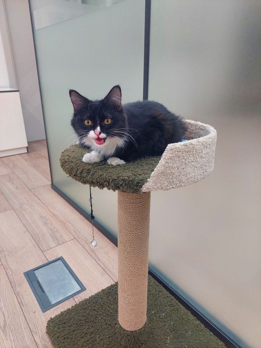 Котенок мальчик Ташкент