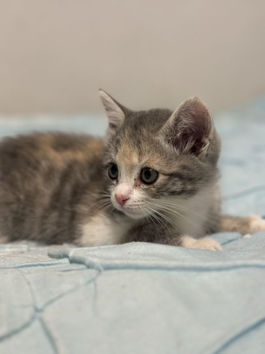 Котёнок бесплатно